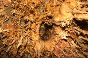 petralona arxanthropos spilaio ellada (1)