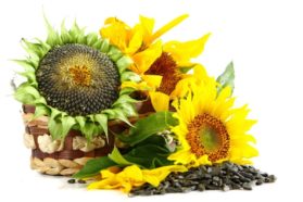 Φυσικό μπότοξ οι ηλιόσποροι