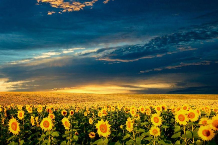 Ολέθρια Μονοκαλλιέργεια