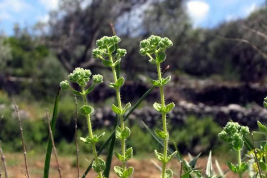 Τα μυστικά της ρίγανης