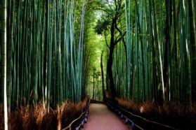 Το δάσος των bamboo