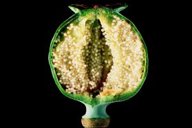 Κτηνώδης OHE, OPIUM & E.E.