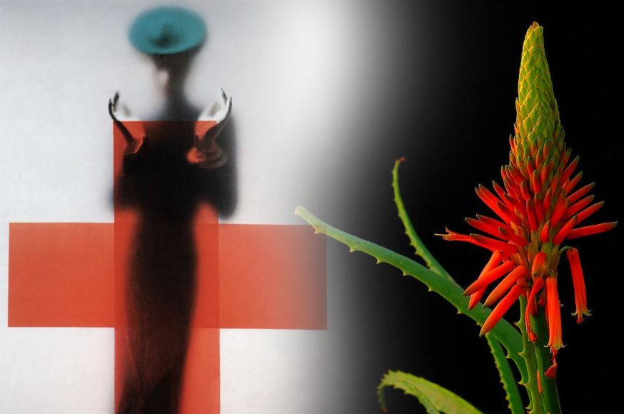 Aloe Arborescens – Αντικαρκινική Δράση