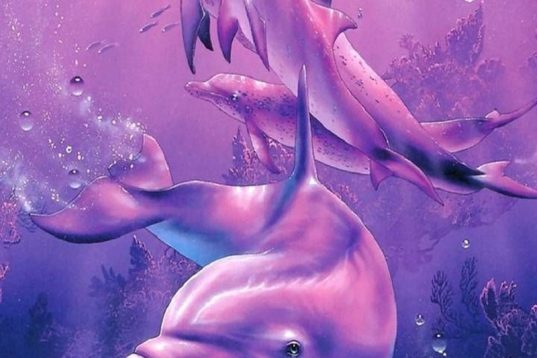 Info: Τα δελφίνια έχουν ονόματα