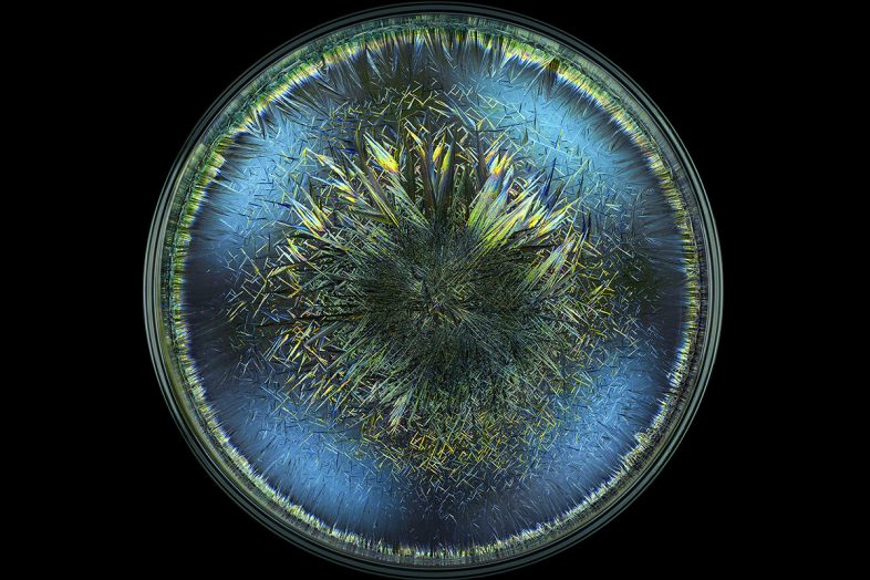 Μορφογενετικά Πεδία