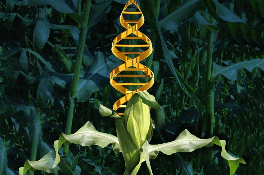 Το βρώμικο παιχνίδι των μεταλλαγμένων