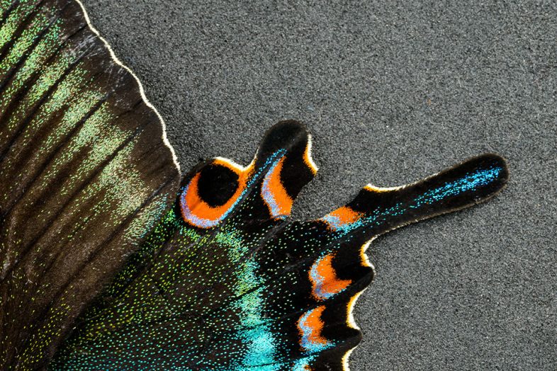 Η Δύναμη της Πεταλούδας