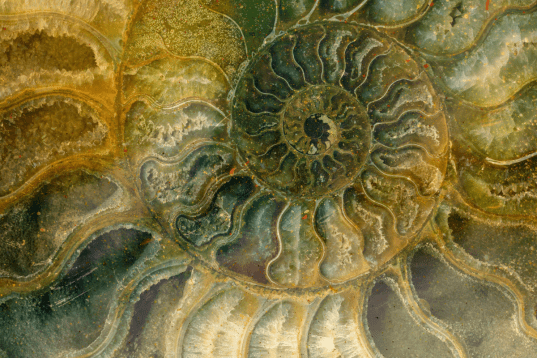 Η Κατάσταση του Νικητή